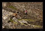 Machu Piccu 078